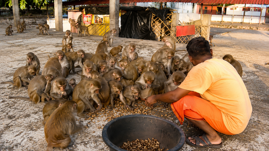 Monkey Feeding At Chitrakoot