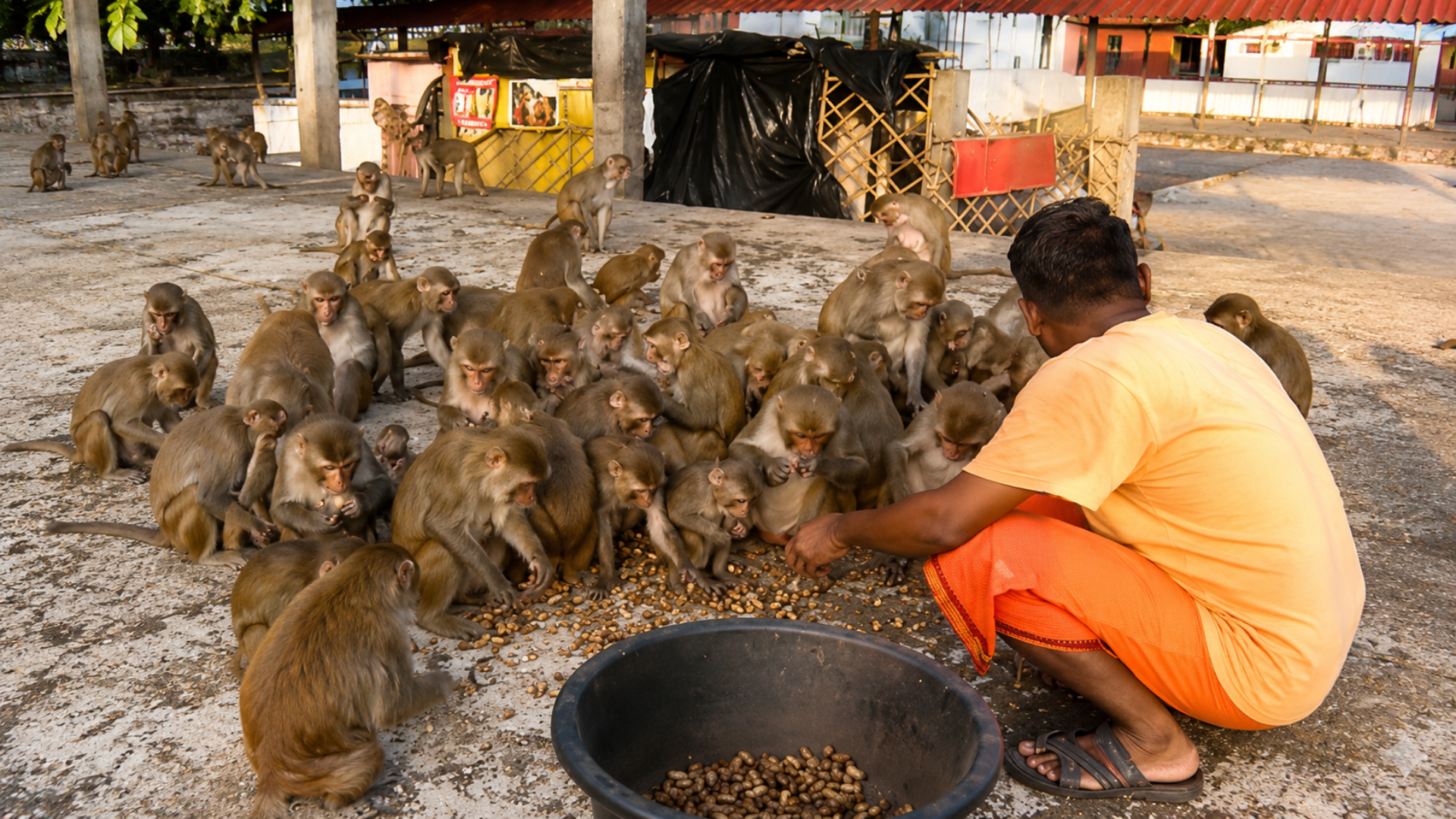 Monkey Feeding At Chitrakoot