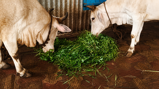 Cow Feeding Seva at Puri Gaushala