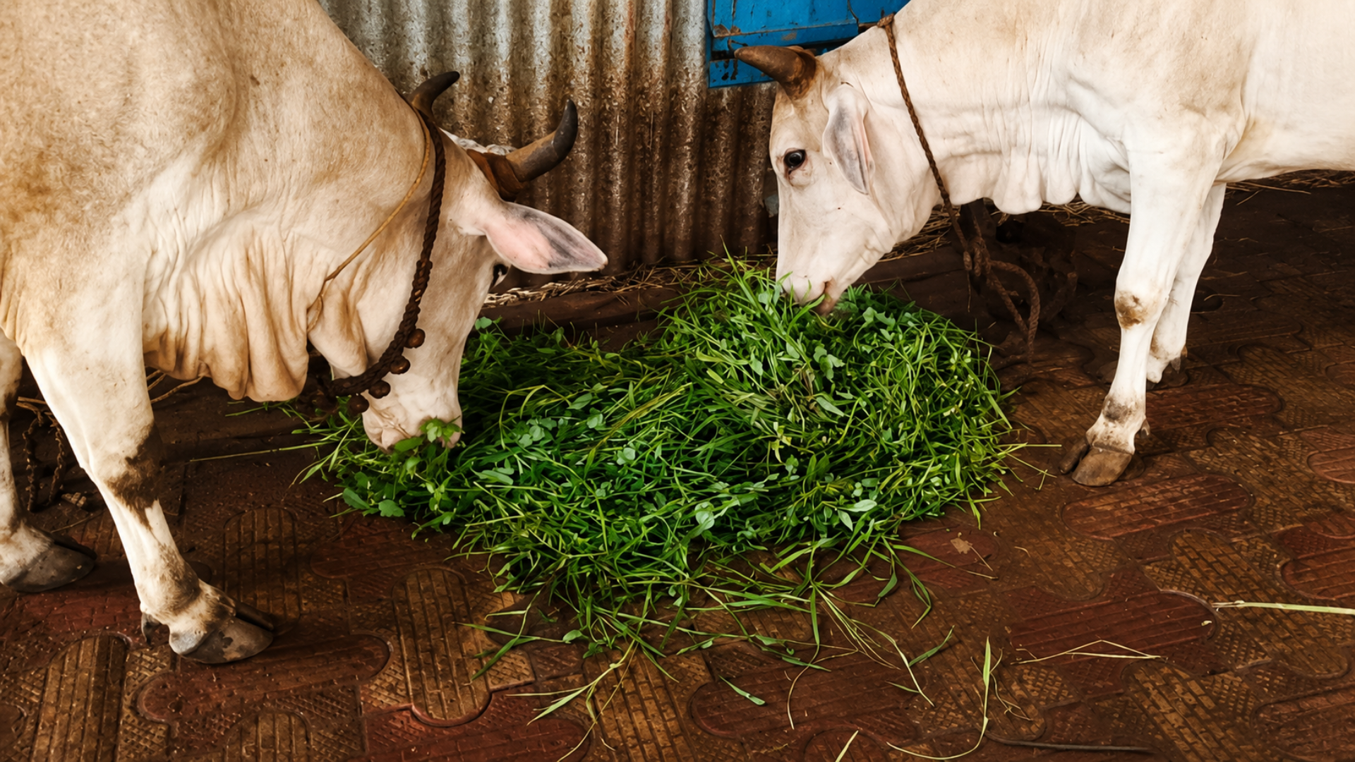 Cow Feeding Seva at Puri Gaushala