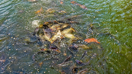 Fish Feeding Seva at Trimbakeshwar