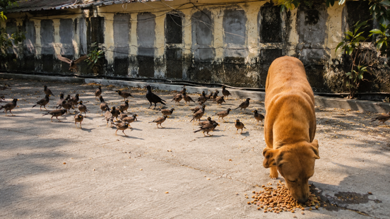 Animal Feeding Seva at Ganeshpuri